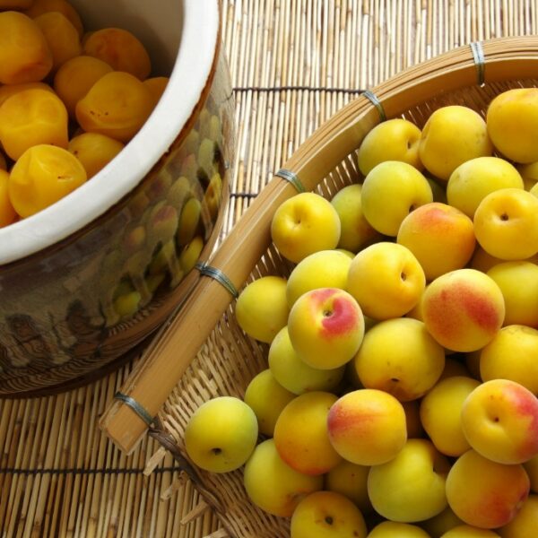 梅エキスに副作用はある？摂取量の目安やおすすめの飲み方・使い方も紹介