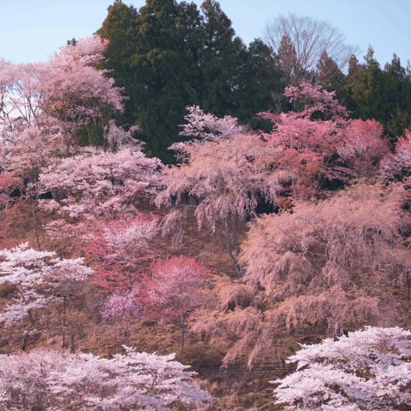 梅の剪定時期や方法、注意したいポイントを学んで梅の花も実も楽しもう!