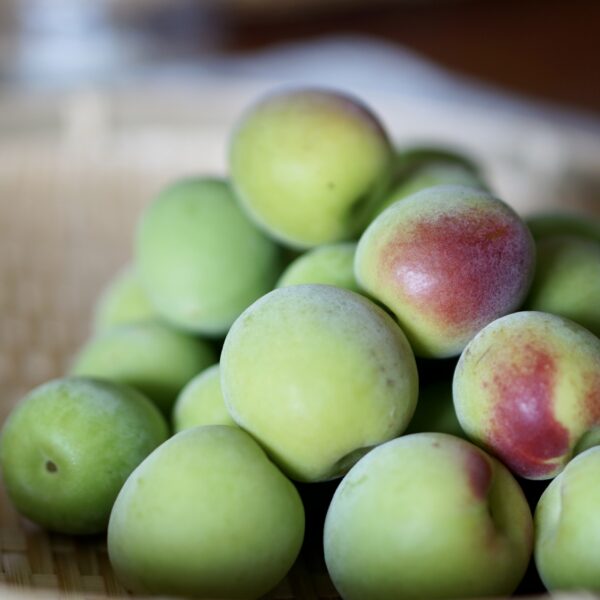 梅酒の効能を徹底解説！期待できる効果や1日の目安量を紹介