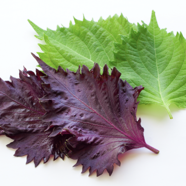 梅干しに使われる赤紫蘇、青紫蘇との違いは？その健康効果と風味豊かな梅干しの作り方もご紹介！