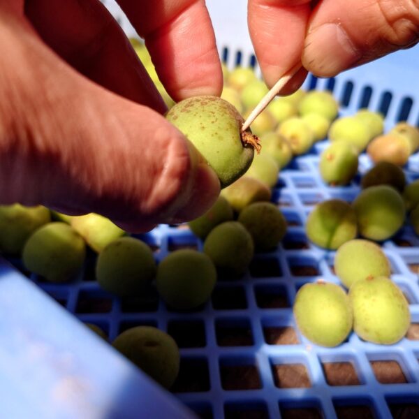 【簡単・失敗しない】梅干しの作り方｜基本レシピのほか、はちみつ漬けや減塩も！