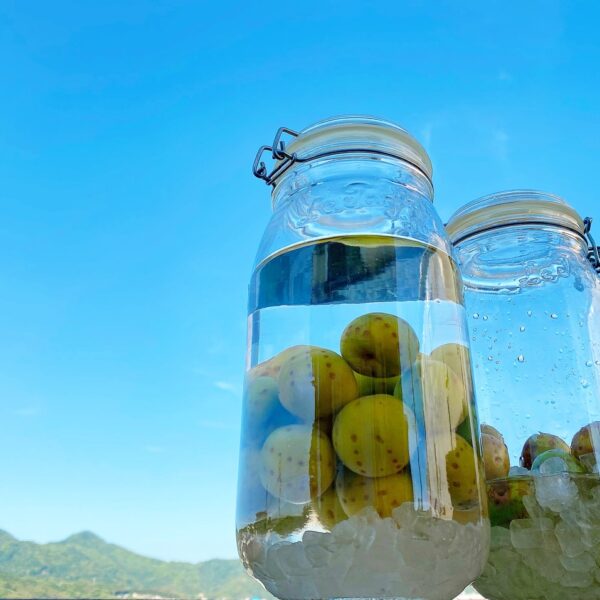 梅エキスとはどのようなもの？｜メリットから家庭でできる作り方まで紹介