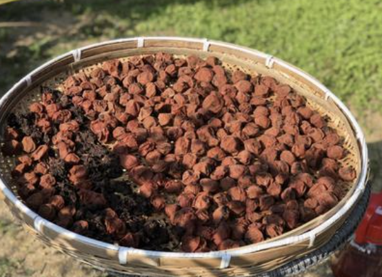 梅仕事とは？いつ行う？おすすめレシピや作る際のポイントを紹介