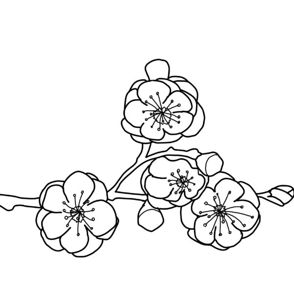 【保存版】梅の品種図鑑|育て方・収穫タイミング・絶品加工レシピを徹底解説