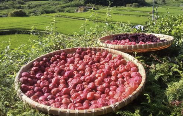 梅干しで花粉症対策ができる！？抗アレルギー効果やおすすめの食べ方を紹介