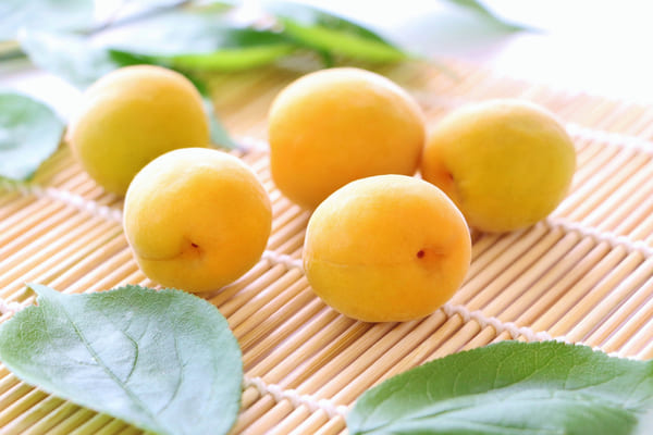 完熟梅の収穫時期はいつが最適？早すぎに注意すべき理由も解説