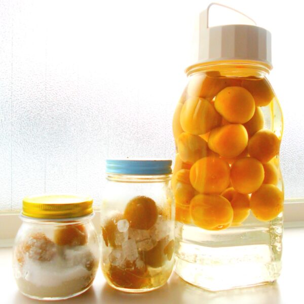 梅エキスに含まれる成分とは？期待できる効果・いつ飲むのがベストかも紹介